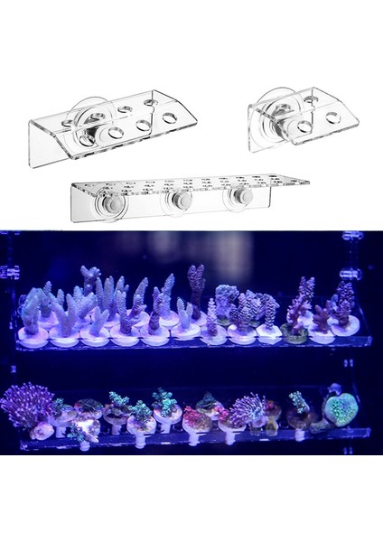 Bir Paket Stili 1 Ünite Deniz Reef Mercan Sps Braket Düğmesi Kırık Uzuv Koltuğu Sps Düğme Çerçevesi. Deniz Suyu Mercan Akvaryumu Mercan Dağı (Yurt Dışından)