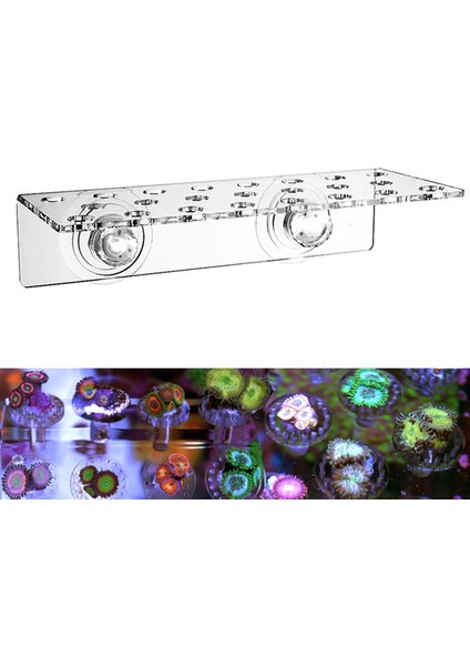 Bir Paket Stili 1 Ünite Deniz Reef Mercan Sps Braket Düğmesi Kırık Uzuv Koltuğu Sps Düğme Çerçevesi. Deniz Suyu Mercan Akvaryumu Mercan Dağı (Yurt Dışından)