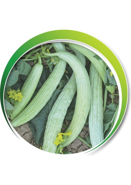 Makrogen Acur Tohumu 10 gr fiyatları