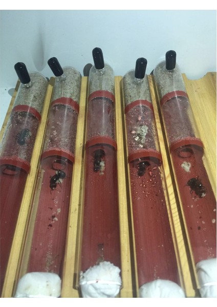 Tüp Boyutu 20-200MM Stili Dıy Ekolojik Karınca Çiftliği Bambu Deneme Tüpü Karınca Yuvası Çeşitli Boyutlu Tüpler Karınca Evi Evcil Hayvan Karınca Yuvanı Atölyesi Kraliçe Karınca Evi (Yurt Dışından) fırsatları