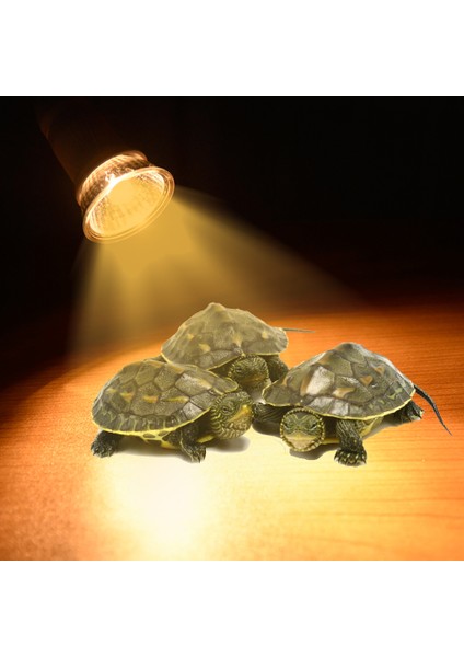 Seramik Ampul 50W Tarzı E27 Sürüngen Lambası Kaplumbağa Isıtma Lambası Mini Evcil Isıtma Ampibi Lizard Termostat Ultraviyole Lamba Kızıl Seramik Isıtıcı (Yurt Dışından) modelleri