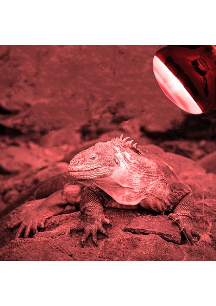 Beyaz 50W Tarzı Sürüngen Lambası Minik Evcil Isıtma Lambası E27 Uv Gündüz Gece Amfibi Kaplumbağa Yılan Lambası Isıtma Sürüngen Ampul Işık Ac (Yurt Dışından) indirimleri