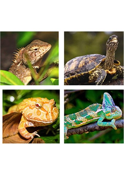 Kelepçe Tarzı Ab Fişi Sürüngen Uva Uvb Lamba Tutucu Kaplumbağa Uvb Isıtma Ampulü Işık Tutucu Kelepçe Fener Tavuk Yavrusu Isıtma Için Basking (Yurt Dışından) indirimleri