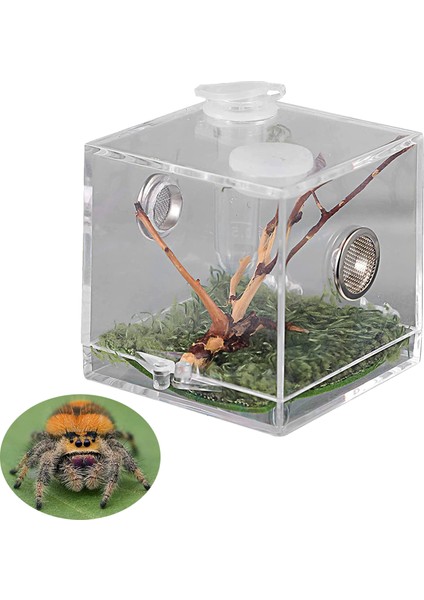 3.5x3.5x3.5cm Stili Örümcek Sürüngen Terraryum Tankı Plastik Sürüngen Üretim Kutusu Terraryum Kafesi Böcek Izleme Kutusu - Örümcek, Çekirge, Salyangoz, Tarantula Için (Yurt Dışından)