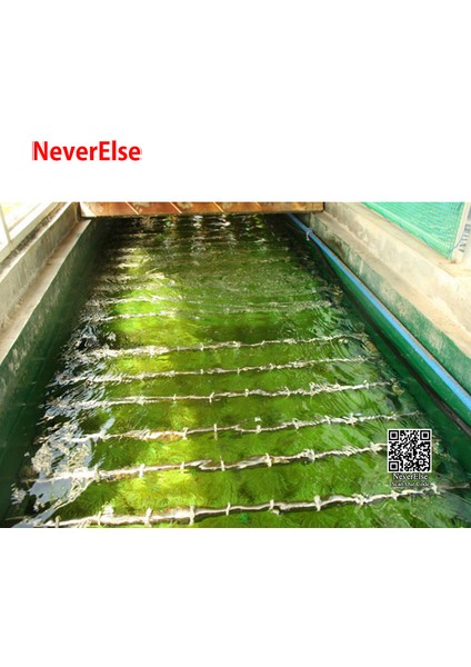 1 Adet Yeşil Stil 50CM Uzunluğunda Koi Havuzu Filtre Fırçası Büyük Filtre Ön Filtre Skimmer Fırçası Koi Balığı Filtrasyon Sistemi Akvaryum Balık Tankı Filtre Fırçası Için Gölet (Yurt Dışından) indirimleri