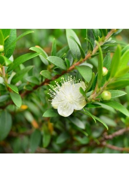 Mersin Hidrosolü 100 ml – %100 Saf ve Doğal fiyatları