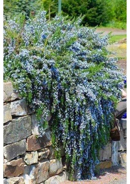 Yayılıcı / Sarkıcı Biberiye 10 Adet - Rosmarinus Officinalis Pros