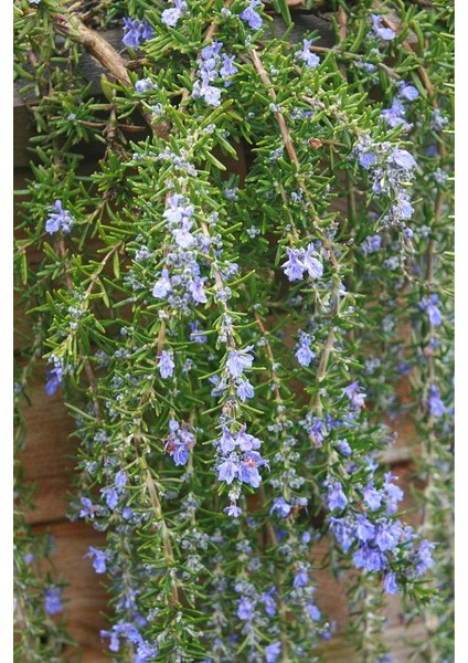 Yayılıcı / Sarkıcı Biberiye 3 Adet - Rosmarinus Officinalis Prost