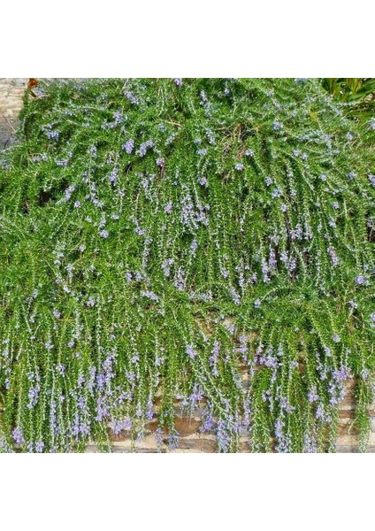 Yayılıcı / Sarkıcı Biberiye 3 Adet - Rosmarinus Officinalis Prost
