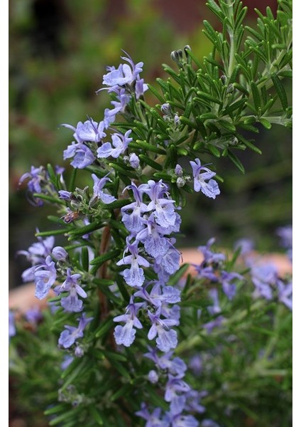 Yayılıcı / Sarkıcı Biberiye 3 Adet - Rosmarinus Officinalis Prost