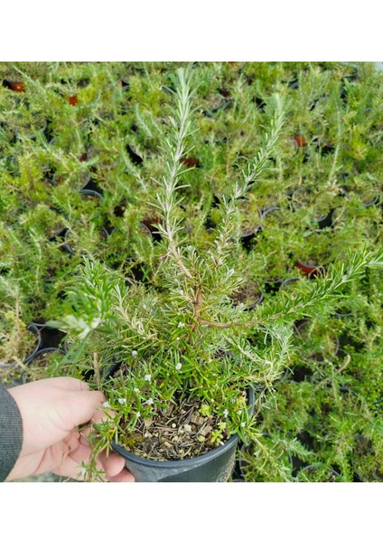 Yayılıcı / Sarkıcı Biberiye 3 Adet - Rosmarinus Officinalis Prost