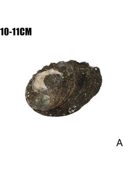 Bir Stil Yeni Zelanda Abalone Kabuğu Büyük Deniz Salyangozu Dıy Ev Dekorasyonu Akvaryum Peyzaj Düğün Manzara Dekorasyonu El Sanatları Hediye (Yurt Dışından)