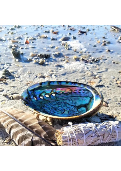 Bir Stil Yeni Zelanda Abalone Kabuğu Büyük Deniz Salyangozu Dıy Ev Dekorasyonu Akvaryum Peyzaj Düğün Manzara Dekorasyonu El Sanatları Hediye (Yurt Dışından) modelleri