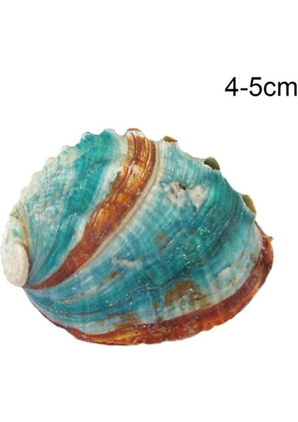 E Stili Yeni Zelanda Abalone Kabuğu Büyük Deniz Salyangozu Dıy Ev Dekorasyonu Akvaryum Peyzaj Düğün Manzara Dekorasyonu El Sanatları Hediye (Yurt Dışından)