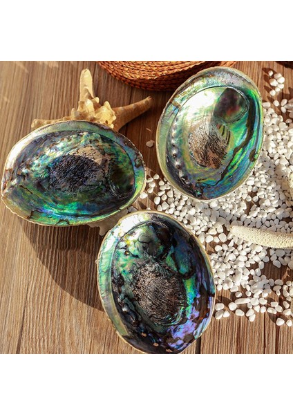 E Stili Yeni Zelanda Abalone Kabuğu Büyük Deniz Salyangozu Dıy Ev Dekorasyonu Akvaryum Peyzaj Düğün Manzara Dekorasyonu El Sanatları Hediye (Yurt Dışından) fiyatları