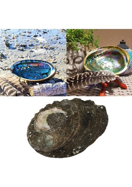 E Stili Yeni Zelanda Abalone Kabuğu Büyük Deniz Salyangozu Dıy Ev Dekorasyonu Akvaryum Peyzaj Düğün Manzara Dekorasyonu El Sanatları Hediye (Yurt Dışından) fırsatları