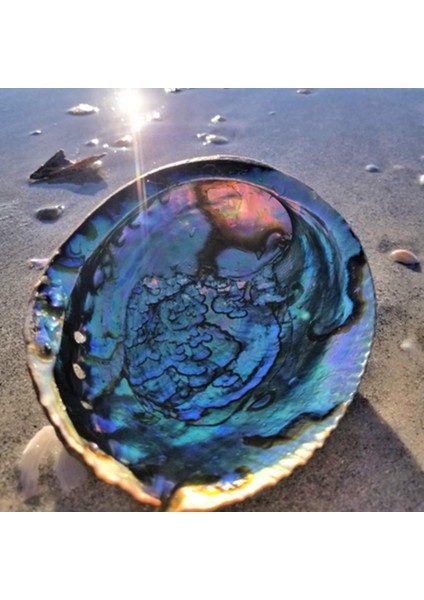 E Stili Yeni Zelanda Abalone Kabuğu Büyük Deniz Salyangozu Dıy Ev Dekorasyonu Akvaryum Peyzaj Düğün Manzara Dekorasyonu El Sanatları Hediye (Yurt Dışından) indirimleri