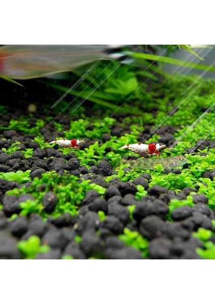 Açık Yeşil Tarzı 1 Paket Akvaryum Dekorasyon Aksesuarları Balık Tankı Bitkileri Basit Işlem ve Güzel Su Arıtma (Yurt Dışından) fiyatları