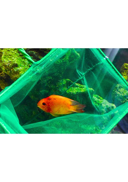 D Stili 1 Adet Yeşil Akvaryum Balık Tankı Kare Karides Küçük Beta Balık Ağı 3-10 6 Boyut (Yurt Dışından) indirimleri