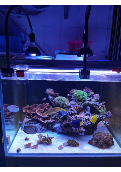 E27 Duy Stili Tam Spektrum LED Akvaryum Işığı PAR38 Büyüme Lambası Mercan Resif Balık Tuzlu Su Nano Tank Bitki Büyüme Yeri (Yurt Dışından) indirimleri