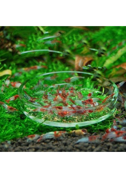 Beyaz Stil 8cm Yeni Gelen Akvaryum Karides Cam Yem Kasesi Tepsi 6 Boyutlu (Yurt Dışından) indirimleri