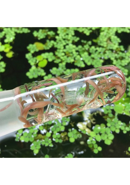 110 mm Tarzı Vıv Cam Planaria Yakalama Karides Tankı Balık Tuzak Bitki Akvaryumu Yükseklik 11CM 14CM Temiz Su (Yurt Dışından) fiyatları