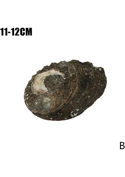B Tarzı Yeni Zelanda Abalone Kabuğu Büyük Deniz Salyangozu Dıy Ev Dekorasyonu Akvaryum Peyzaj Düğün Manzara Dekorasyonu El Sanatları Hediye (Yurt Dışından)