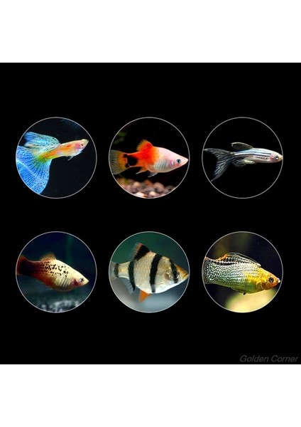 Gösterilen Stil Gibi 250 ml Süs Cichlid Pelletleri Akvaryum Balığı Altın Balığı Sazan Guppies Küçük Orta Tropikal Balıklar Yemi (Yurt Dışından) fırsatları
