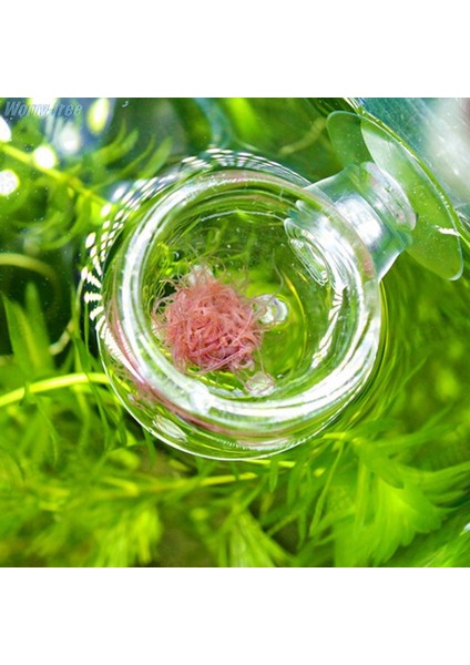 C Stili Akvaryum Balık Tankı Su Ürünleri Cam Saksı Bitki Dikme Bardak Tutucu Karides 1 Adet (Yurt Dışından) indirimleri