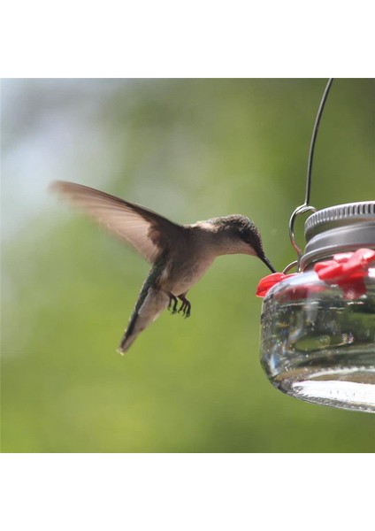 Kuş Yemliği Açık Hava Asılı Kuş Su Yemlikleri Masonjar Çiçek Kuşları Sulama Şişesi Içkilik Yabani Kuş Bahçesi Için (Yurt Dışından) fırsatları