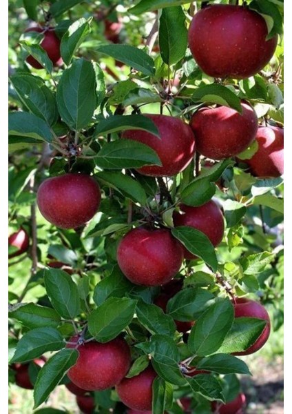 Elma Fidanı Buckeye Gala 3 Yaş 120 cm Saksıda