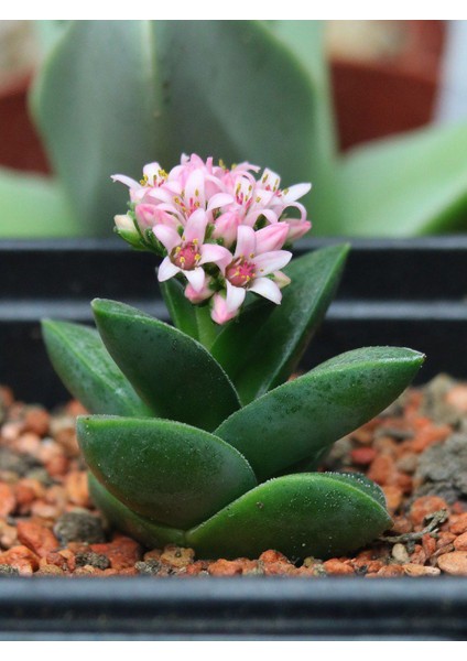 Crassula Springtime Sukulent Teraryum Bitkisi 10'lu