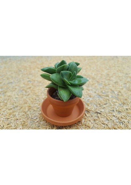 Crassula Springtime Sukulent Teraryum Bitkisi 10'lu