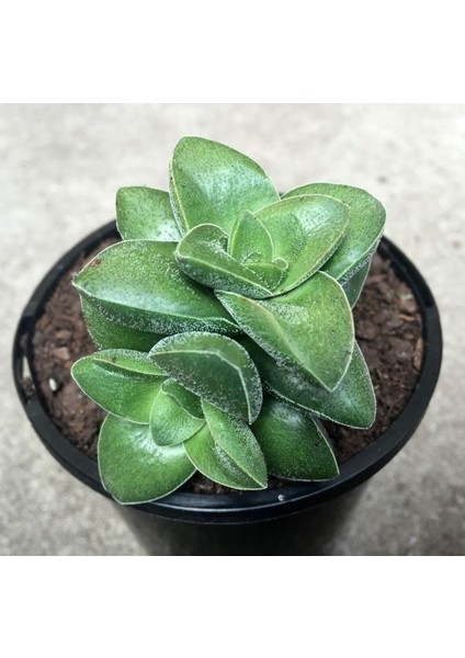 Crassula Springtime Sukulent Teraryum Bitkisi 10'lu
