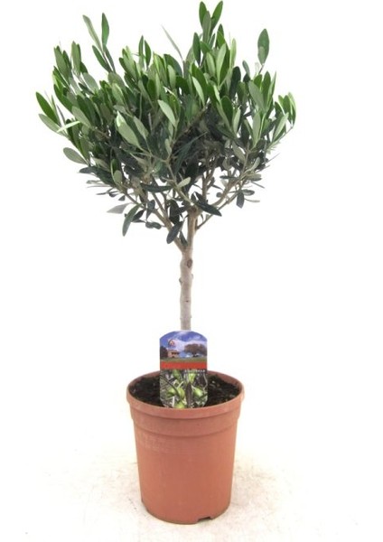 Zeytin Fidanı Tijli Saksılı