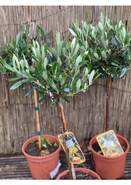 Zeytin Fidanı Tijli Saksılı fiyatları