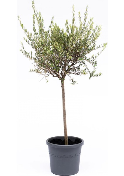 Zeytin Fidanı Tijli Saksılı modelleri