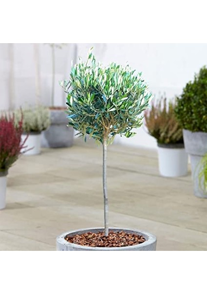 Zeytin Fidanı Tijli Saksılı fırsatları