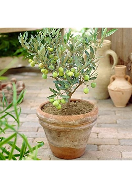 Zeytin Fidanı Tijli Saksılı indirimleri