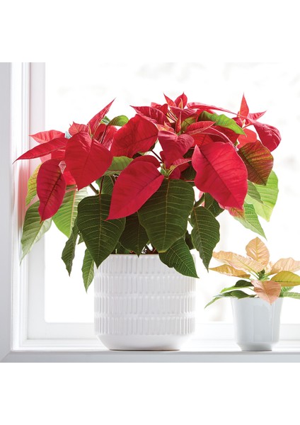 Atatürk Çiçeği Ponsetya 3 Adet 30-40 cm / Kırmızı Salon Bitkisi