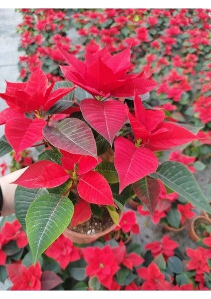 Atatürk Çiçeği Ponsetya 3 Adet 30-40 cm / Kırmızı Salon Bitkisi fiyatları