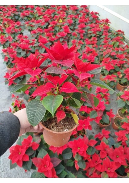 Atatürk Çiçeği Ponsetya 3 Adet 30-40 cm / Kırmızı Salon Bitkisi modelleri