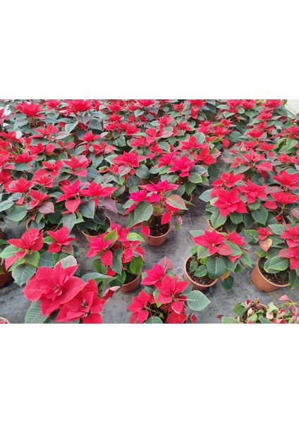 Atatürk Çiçeği Ponsetya 3 Adet 30-40 cm / Kırmızı Salon Bitkisi fırsatları