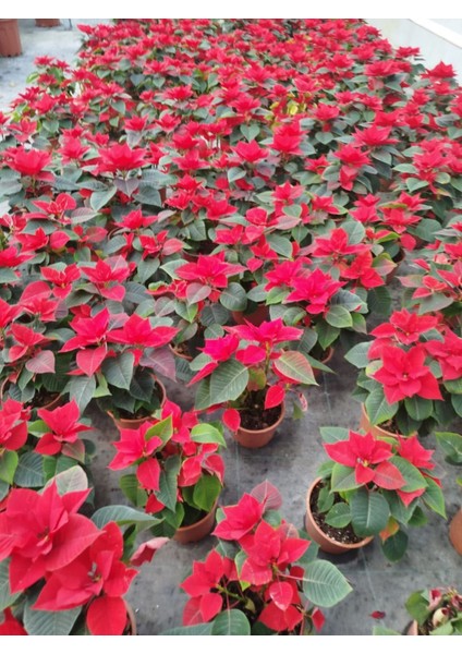 Atatürk Çiçeği Ponsetya 3 Adet 30-40 cm / Kırmızı Salon Bitkisi indirimleri