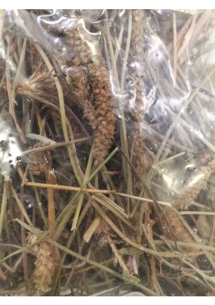 Sinirli Otu 50 gr