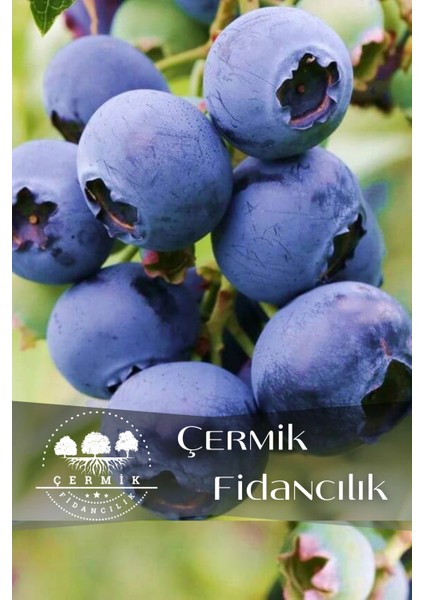 Tüplü Yaban Mersini Blue Berry Fidanı