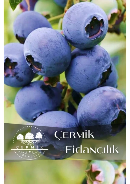 Çermik Fidancılık Tüplü Yaban Mersini Blue Berry Fidanı