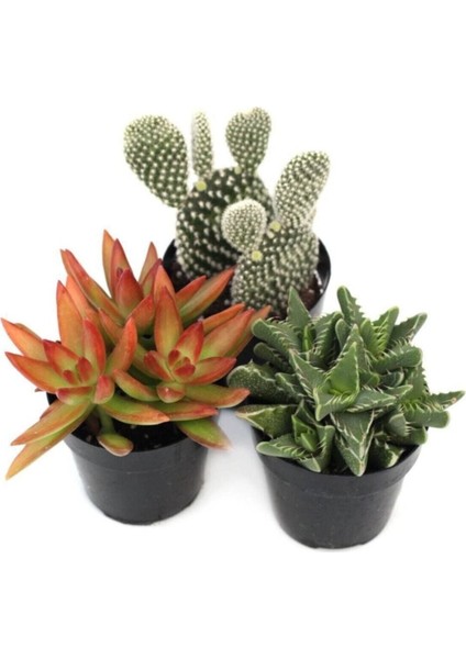 Kaktüs Sukulent Seti Özel Türler Buenos Aires