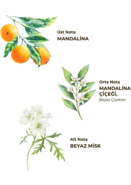 Kolonya Pet Şişe Sprey 150ML Bodrum Mandalinası fiyatları