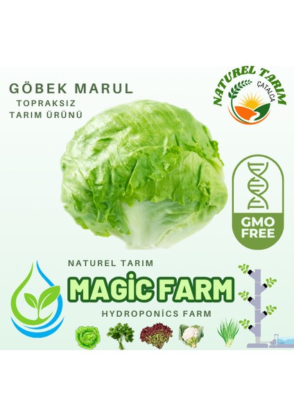 Hidroponik Göbek Marul ( Topraksız Tarım Ürünü )